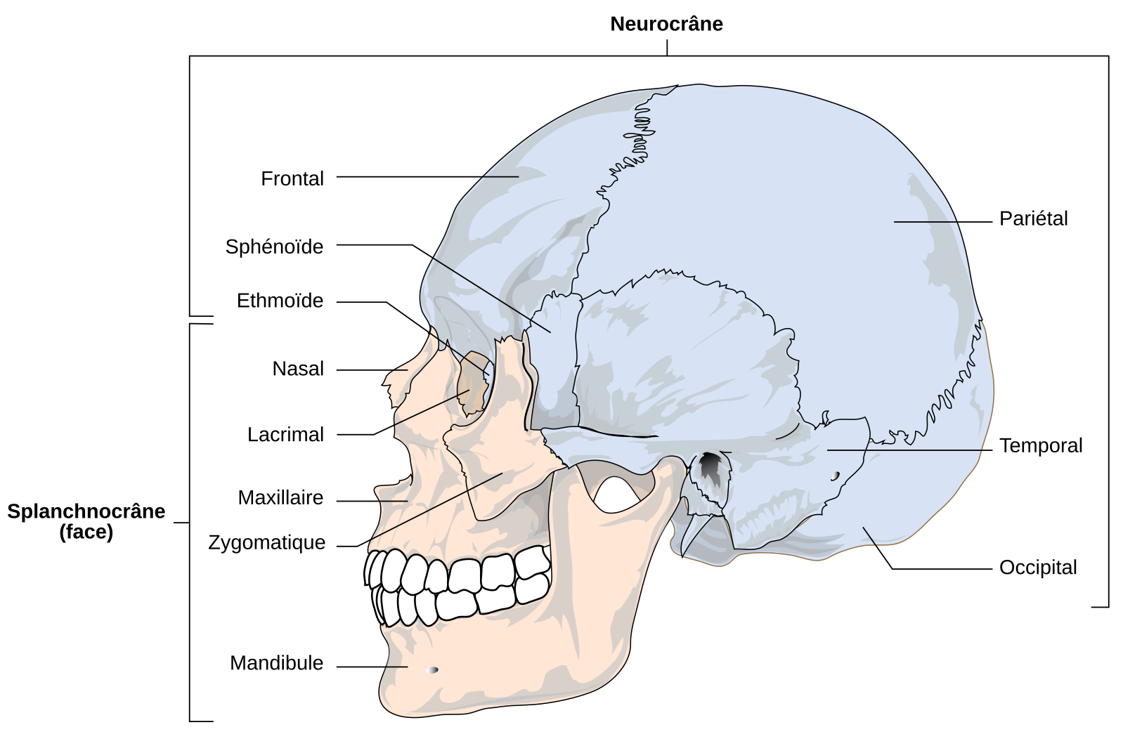 Structure du crâne humain — free download